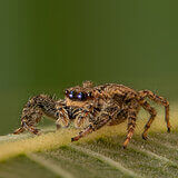 Extreme close-ups of insects